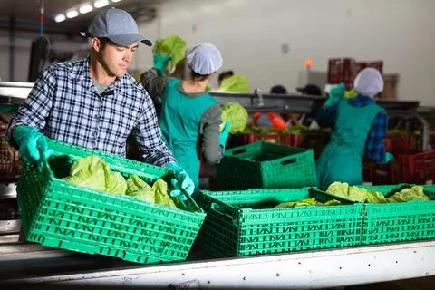 Focused man stacking boxes with lettuce at vegetable sorting factory 스톡 사진