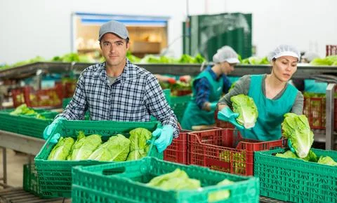 Focused man stacking boxes with lettuce at vegetable sorting factory Stockfoto's