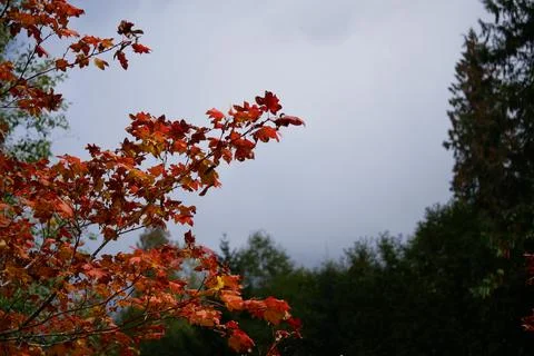 A Focused Maple Tree Glows in Pacific Northwest Storm Stock Photos