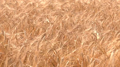 Focused on one ripe head of barley Stock Footage 229159349