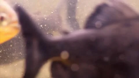 Focused piranhas Stock Footage 10746934