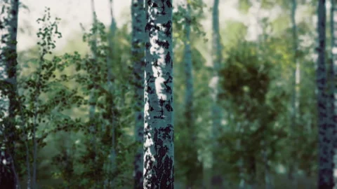 Focused portrait of tree bark contrasting with gentle background blur Stock Footage 340665578