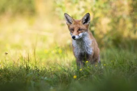 Focused red fox looking aside on green glade in summer nature with copy space Stock Photos