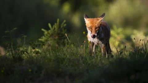Focused red fox staring into camera and licking mouth in summer at sunset Stock Photos