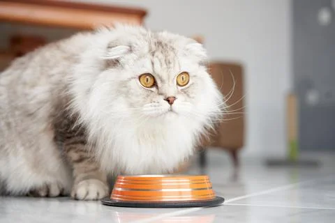 A focused Scottish Fold cat eats from a striped bowl Stock Photos