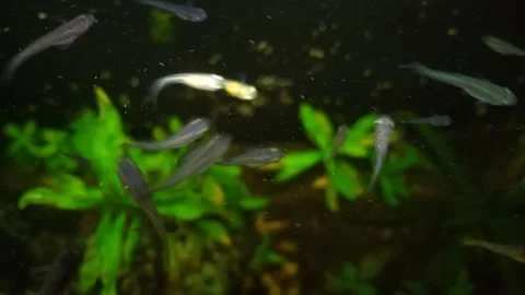 Focused Serenity: The Dance of a Fish Stock Footage 276349039