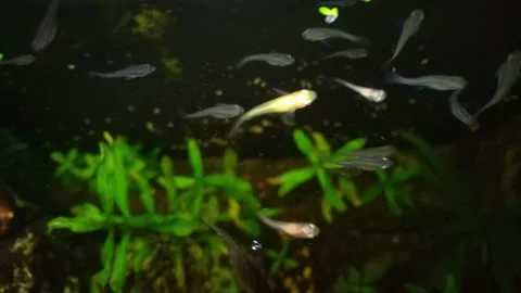 Focused Serenity: The Dance of a Fish Stock Footage 276349054