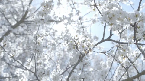 Focused Shot of Blossoming Cherry Tree with White Flowers Stock Footage 114573939