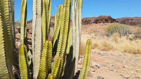 Focused Shot of Green Cacti in Gran Canaria Valley 스톡 동영상 112023084
