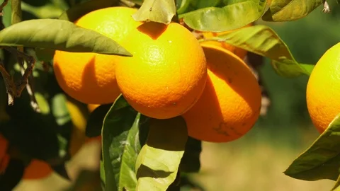 Focused Shot of Ripped Oranges Hanging and Swaying 스톡 동영상 116561880