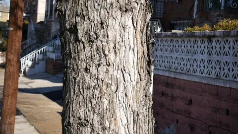 Focused Side Walk Tree Trunk Stock Footage 122486676