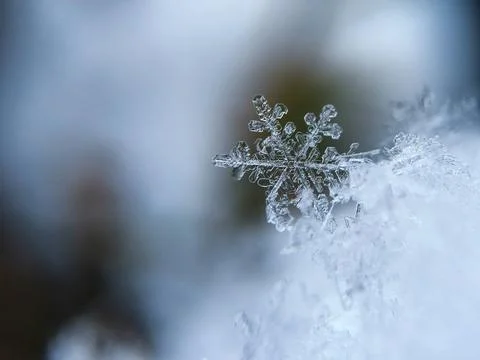 Focused A Snow Flake Stock Photos