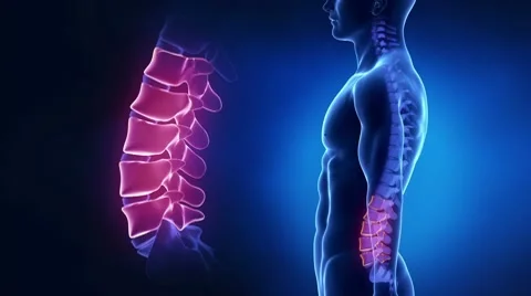 Focused on spine LUMBAR region in loop Vídeos de archivo 10712861