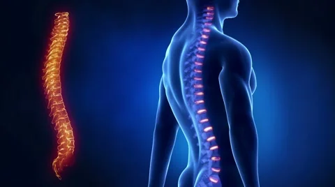 Focused on spine VERTEBRA region in loop Stock Footage 10712944