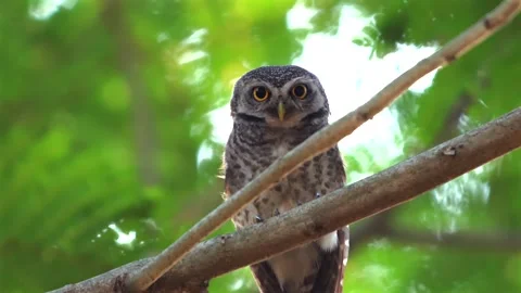 Focused spotted owl perched on tree branch in natural forest Stock Footage 271475221