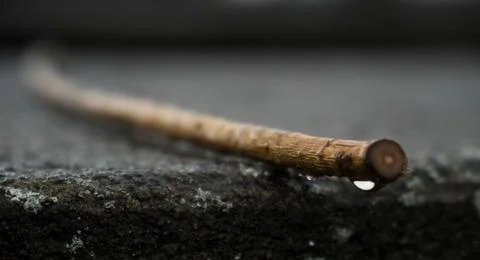 Focused stick on stone Stock Photos
