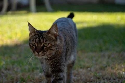Focused Tabby Cat Strolling Through Green Grassy Yard. Stock Photos