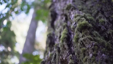 Focused on a tree on the rain forest Stock Footage 103434850