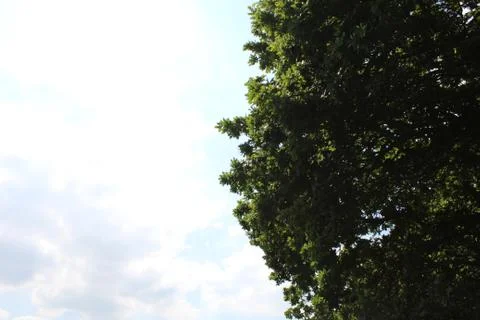 Focused tree in the sunshine Stock Photos