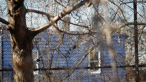 Focused tree trunk and blurry sticks Stock Footage 122486809