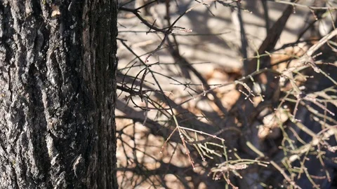Focused tree trunk and sticks Stock Footage 122486701
