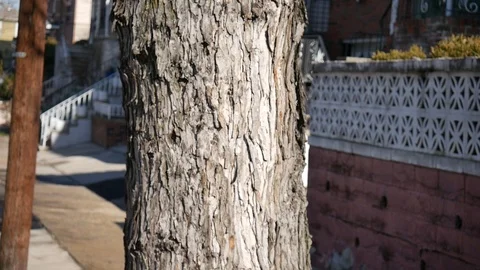 Focused Tree W/ Blurry backgroud Stock Footage 122486682