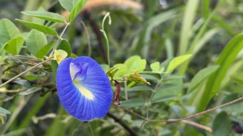 A focused view captures a blooming Clitoria ternatea with intense blue color and Stock-Footage 326111654