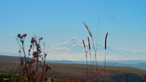 Focused view of mountain top at background. View through dry plants which are Stock Footage 145552442