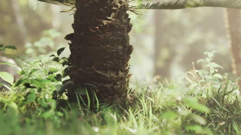Focused view of a tree trunk in a dense forest with green plants around Stock Footage 339459940