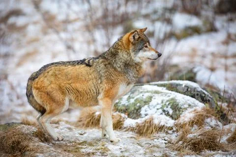 Focused wolf in the forest in early winter Stock Photos