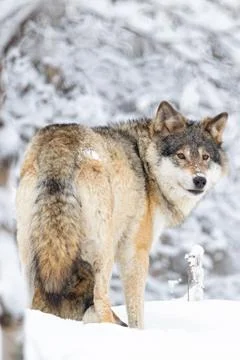 Focused wolf in pack looking backward in cold winter forest Stock Photos