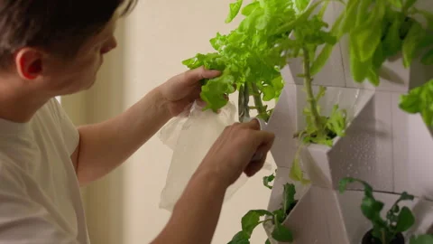 Focused young man cutting fresh lettuce leaves with scissors in white hydroponic Stock Footage 317397522