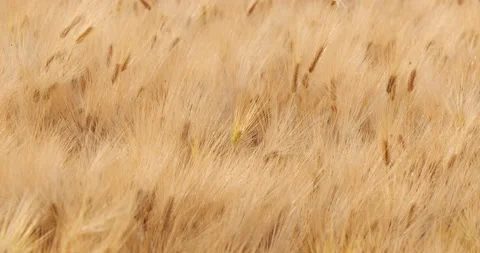 Focusing and moving camera at wind Ripe barley on the field in nature Stock Footage 162593222
