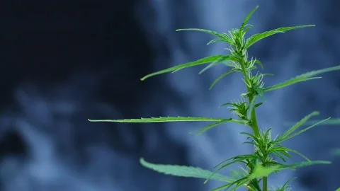 Focusing angle to the middle Of cannabis seedlings There was white smoke comi Video stock 150026529