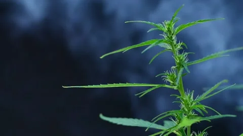 Focusing angle to the middle Of cannabis seedlings There was white smoke comi Stock Footage 150026550