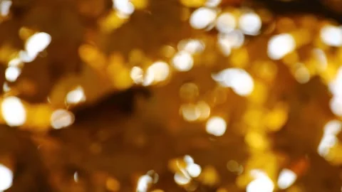 Focusing on autumnal maple leaves in sunlight Stock Footage 150803676