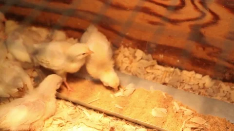 Focusing on baby chicks through the top of a cage Stock Footage 77697454