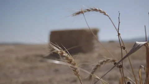 Focusing in on a bale of straw, Israel Stock Footage 86359546