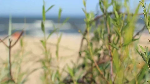 Focusing at beach through bushes Stock Footage 99118981