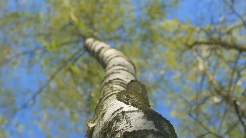 Focusing at birch tree against the blue sky at forest Stock Footage 74432864