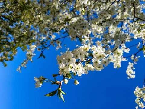 Focusing on a blooming sprig of cherry tree Stock Photos