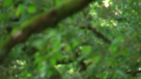 FOCUSING BRANCHES OF DEEP TREES Stock Footage 95668297