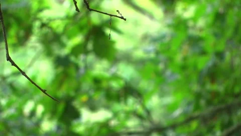 FOCUSING BRANCHES OF DEEP TREES Stock Footage 95668575