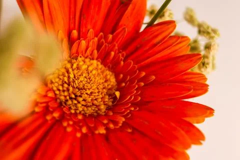 Focusing on the central disk of an orange Gerbera daisy, with tightly packed Stock Photos