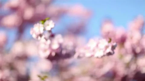 Focusing on cherry blossoms Stock Footage 10915165