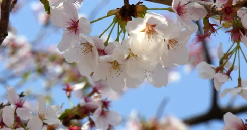 Focusing Cherry flower blossoms in branch Stock Footage 162599556