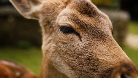 Focusing on a deer eye, revealing calm animal behavior Stock Footage 324573545