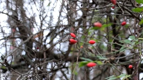 Focusing on dog-rose fluttered in the wind and slow turn right (Rosa canina) 스톡 동영상 81745416