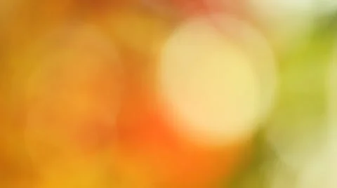 Focusing on dogwood tree Stock Footage 4818908