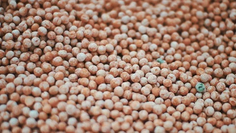 Focusing on dried peas Stock Footage 87918226